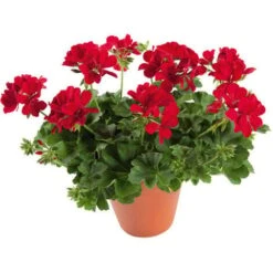 MULTI CONCIME UNIVERSALE Lenta Cessione GRANULARE 10Kg Green Per Tutte Le Piante -Negozio al dettaglio Piante Casa 95734652 3