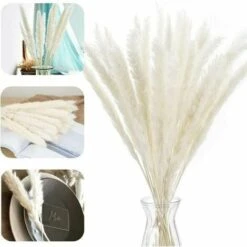 Erba Di Pampa, Erba Di Pampa Essiccata Naturalmente Deco Erba Di Pampa Phragmites Communis Bouquet Di Fiori Essiccati Decorazione Per Soggiorno Casa Fotografia Hotel Matrimonio (bianco)