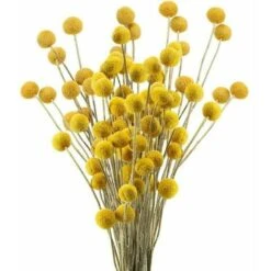 30 Steli Craspedia Bouquet Di Fiori Secchi Naturali Fiori Di Craspedia Secchi Palline Billy Button Gialle