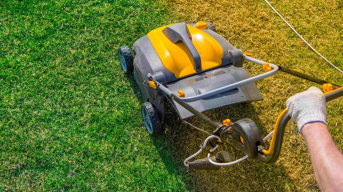 Negozio al dettaglio Piante Casa -Negozio al dettaglio Piante Casa 2021 02 Choisir un scarificateur scaled 1